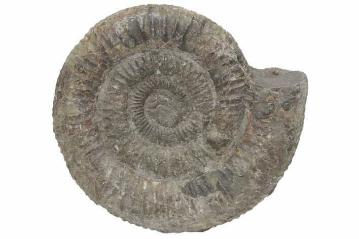 Ammonite (Dactylioceras) Fossil - England #211642